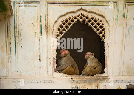 Two family of macaques are sitting on a window of a temple in Jaipur, India. Stock Photo