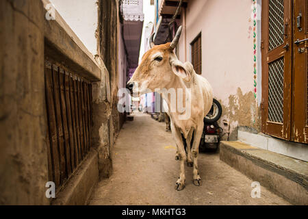 Portrait of a white cow walking quietly among the alleys of Varanasi, India. Stock Photo