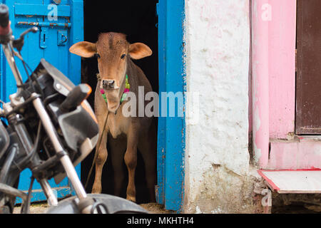 A youg cow is facing the door of a house, in the blue city of Jodhpur, Rajasthan, India. Stock Photo