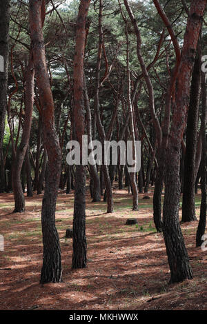 Sinuous red pine trees in a little park on the edge of Gyeongju, South Korea, with sunlight coming through the canopy, casting shadows on the ground. Stock Photo