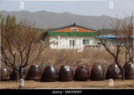 In the countryside near Mt.Tohamsan, a typical South Korean home  near a grassy field with a row of old brown ceramic kimchi jars along the edge. Stock Photo