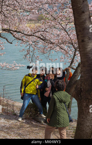 A group of visitors having fun taking selfies on the shore of Lake Bomun under the blossoming pink cherry trees in Gyeongju, South Korea during sakura Stock Photo
