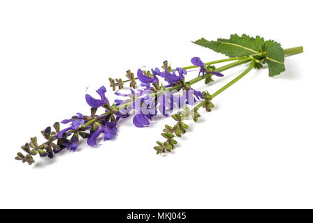 Meadow sage (Salvia pratensis) isolated on white Stock Photo