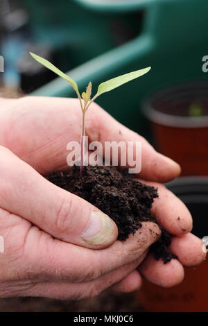 Tomato seedling.  Italian plum tomato variety 'San Marzano' seedling being potted up by gardener in spring, UK Stock Photo