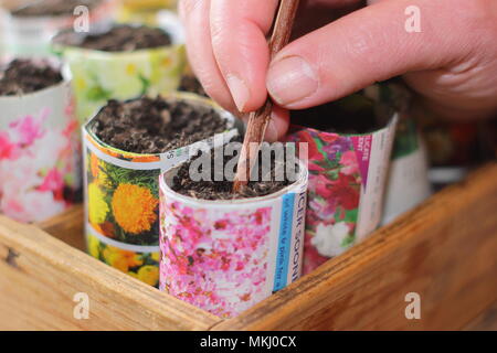Making hole in potting soil to sow seeds in recycled paper pots as an alternative to using plastic in gardening, UK Stock Photo