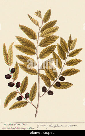 Wild Olive Tree, Olea europaea Stock Photo