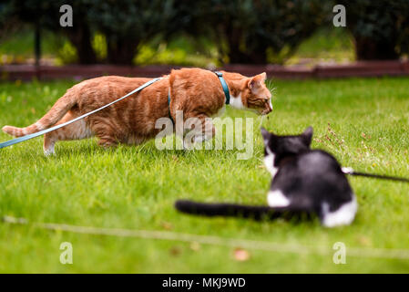 Cats on a leash playing in the garden. Stock Photo