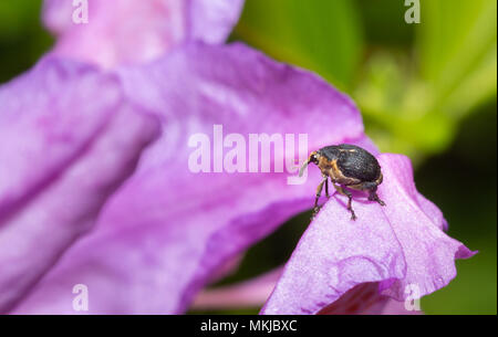 Macro photo of a nosy beetle on a flower in a garden Stock Photo