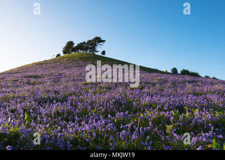 Colmers Hill, Symondsbury, Dorset, UK.  8th May 2018.  UK Weather.  A carpet of Bluebells on the hillside of Colmers Hill at Symondsbury near Bridport in Dorset lit by early evening sunshine.  Picture Credit: Graham Hunt/Alamy Live News Stock Photo
