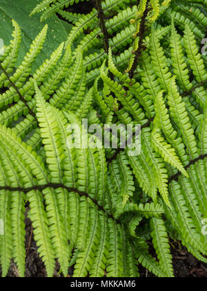 Close up of the fresh new spring foliage on the fern Dryopteris wallichiana Stock Photo