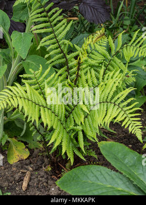 The fresh new spring foliage on the fern Dryopteris wallichiana Stock Photo