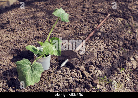 Pumpkin seedlings and manual borer on the ground Stock Photo