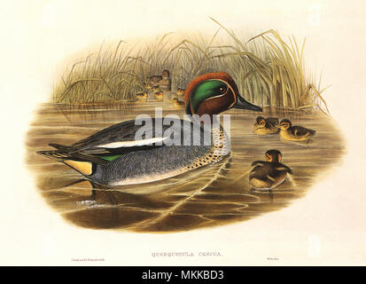 Green-Winged Teal Stock Photo