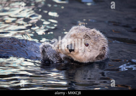 California sea otter, Enhydra lutris, Monterey, CA. USA. Stock Photo
