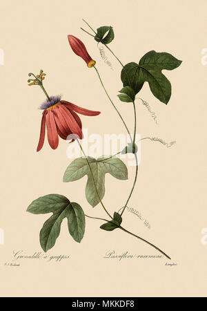 Passiflora racemosa Stock Photo