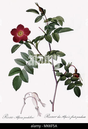 Alpine Rose Varietal Stock Photo