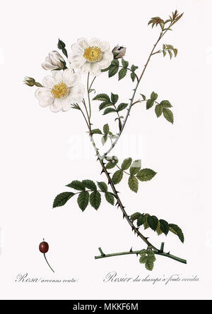Ovoid-Fruited Field Rose, Rosa Arvensis Ovata Stock Photo