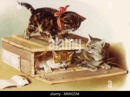 Kittens Playing in Box Stock Photo