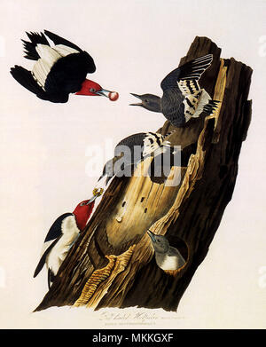 Red-Headed Woodpecker, Melanerpes erythrocephalus Stock Photo