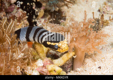 Venomous banded yellowlip sea snake, Laticauda colubrina, also known as a sea krait, Philippines. Stock Photo