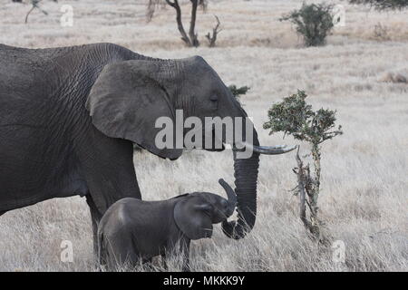 A tickle under the chin for the calf from the elephant mother Stock Photo