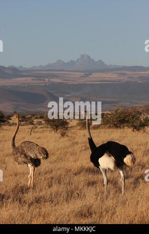 Male and Female Ostriches walking in the Central Meru, Mount Kenya in the background. Stock Photo