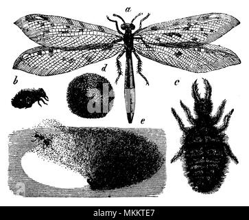 Antlion <Myrmeleon formicarius>, adult, larva, pupa, cocoon, sand pit trap, anonym Stock Photo