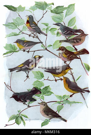 Male, Female Warblers Stock Photo