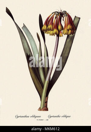 Cyrtanthus obliquus, Cyrtanthe oblique Stock Photo