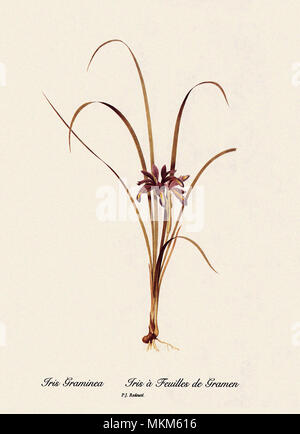 Iris Graminea, Iris à Feuilles de Gramen Stock Photo