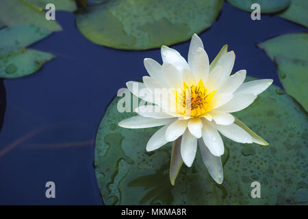 white Lotus flower and Lotus flower plants Stock Photo