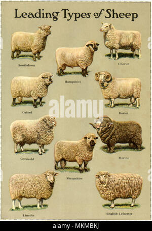 Types of Sheep Stock Photo - Alamy