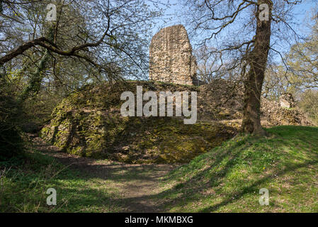 Ruins of Ewloe castle in North Wales. 13th century native Welsh castle hidden away in woodland near the village of Ewloe. Part of Wepre country park. Stock Photo