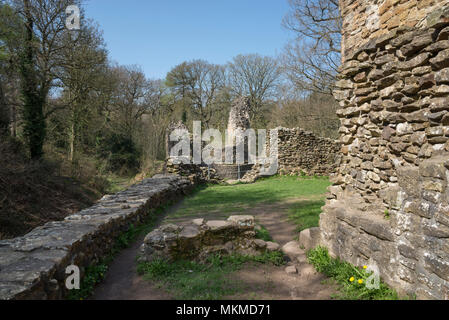 Ruins of Ewloe castle in North Wales. 13th century native Welsh castle hidden away in woodland near the village of Ewloe. Part of Wepre country park. Stock Photo