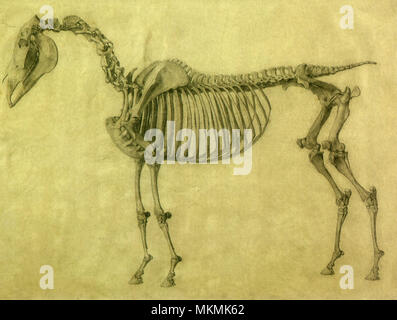 Skeleton of a Horse Stock Photo