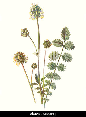 Salad burnet, Sanguisorba minor, flowering plant in short chalk ...