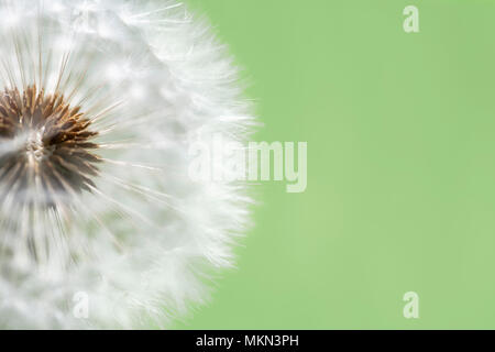 Close-up of a clock dandelion against a clean, pale  green background Stock Photo