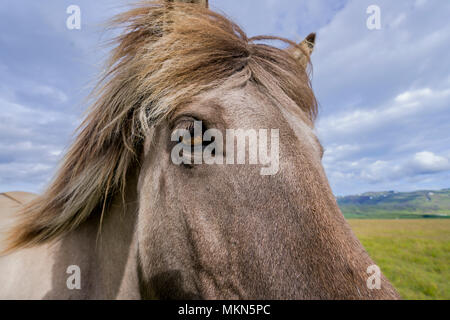 Close-up of Icelandic Horse, Iceland Stock Photo