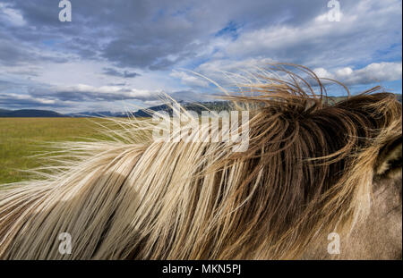 Mane of Icelandic Horse, Iceland Stock Photo