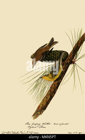 Pine Warblers Stock Photo