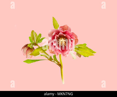 Double-flowered, pink and red hellebore set against a pink background Stock Photo