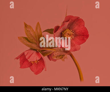 Hellebore on Red. Stock Photo