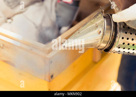 Beekeeper is working with bees and beehives on the apiary.Bee smoker is used - beekeepers tool to keep bees away from hive