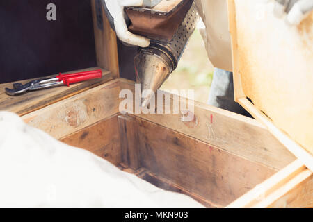 Beekeeper is working with bees and beehives on the apiary.Bee smoker is used - beekeepers tool to keep bees away from hive