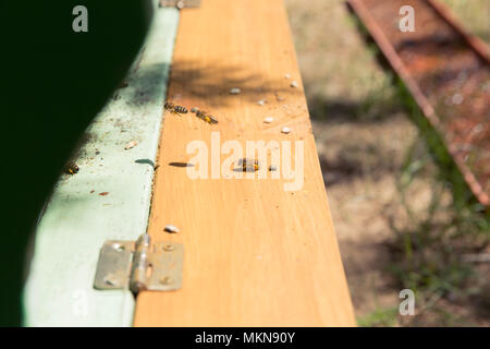 Bees go in and out in the hive. Close up of flying bees. Wooden beehive and bees Stock Photo
