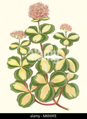 Siebold's Stonecrop Stock Photo