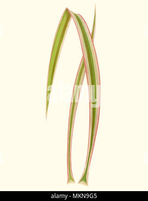 Yucca Leaves Stock Photo