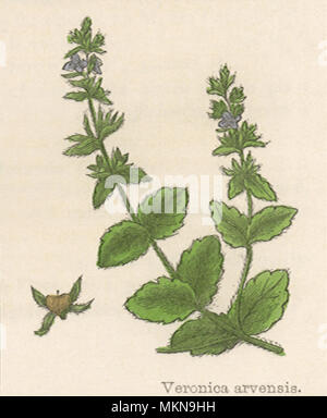 Wall Speedwell Stock Photo