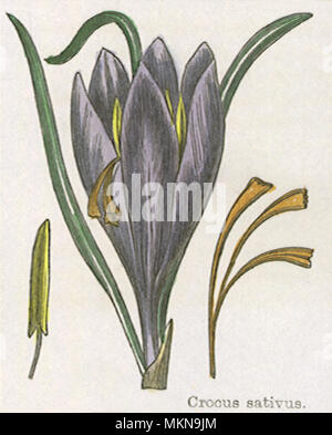 Saffron Crocus Stock Photo