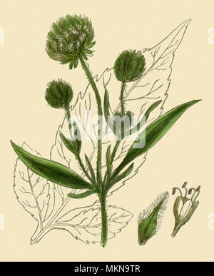 Small Teasel Flower heads of Small Teasel, Dipsacus pilosus, by River Stour, Dorset ...